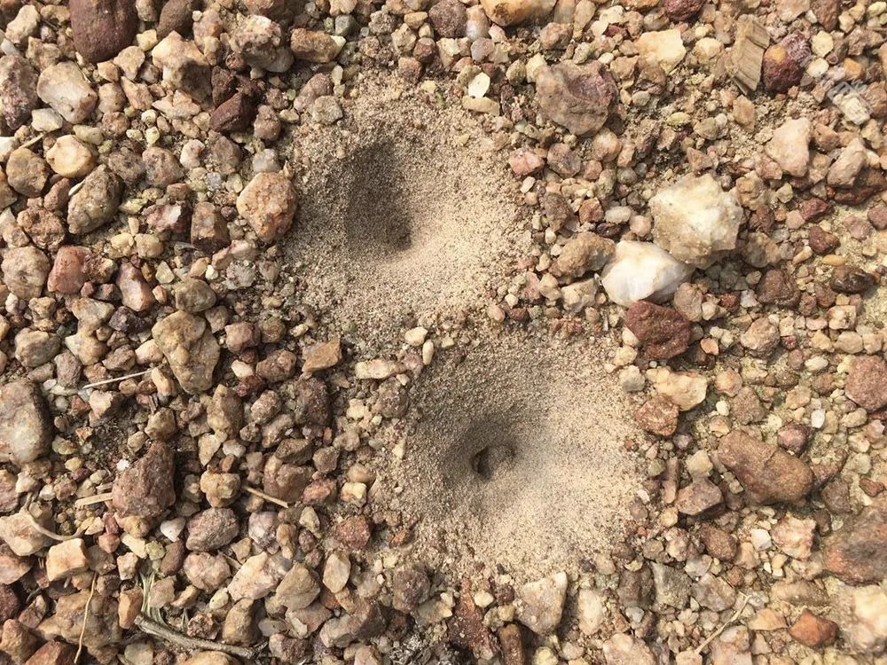 一生只会倒着走,最喜欢吃白蚁,农村娃当玩具,却不知价值极高