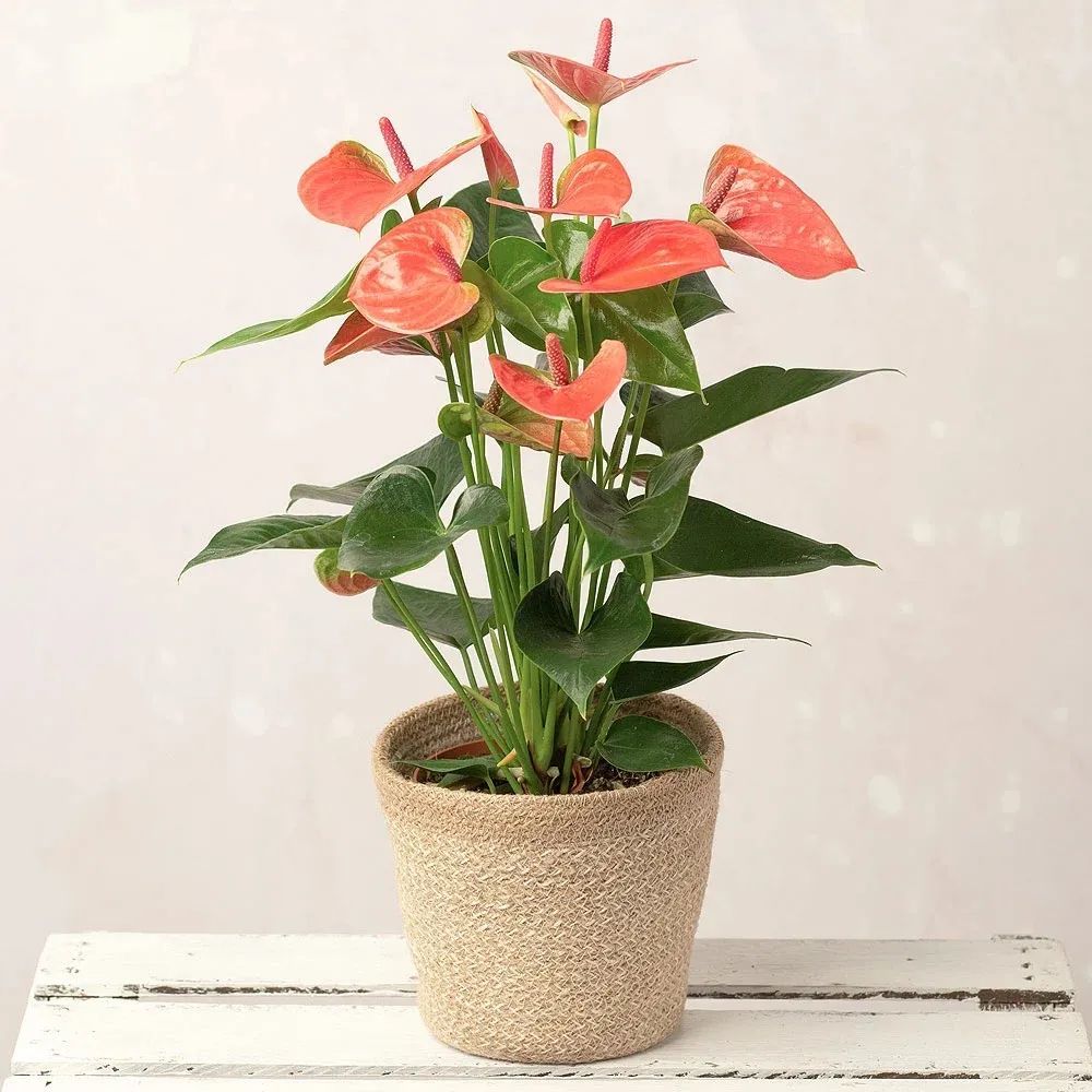 红掌和火鹤花是同一种植物?花朵为啥会变绿,如何让它复花?