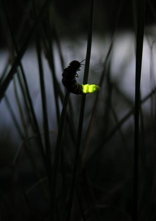 萤火虫的闪光有什么"特殊含义"吗它们的闪光能量从何而来?