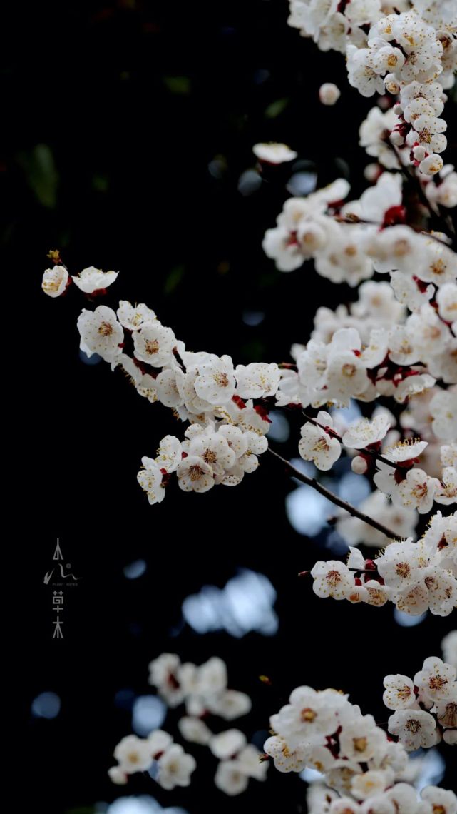 拈花惹草,让生命更加美好