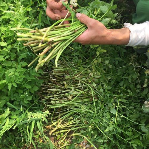 1种长在水沟里的 野菜 11月正鲜嫩 营养高摘来包饺子最好 水芹菜 营养 芹菜 水田