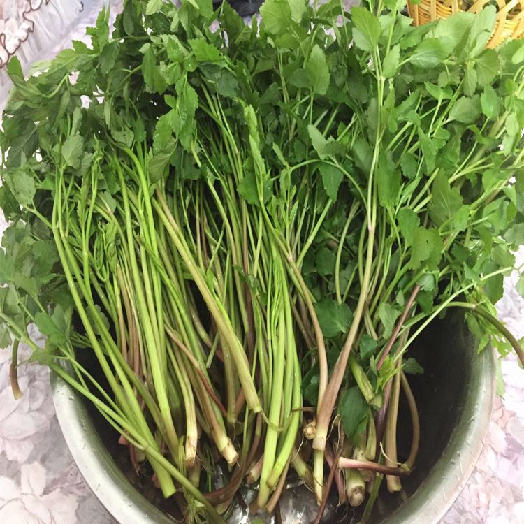 1种长在水沟里的 野菜 11月正鲜嫩 营养高摘来包饺子最好 腾讯新闻