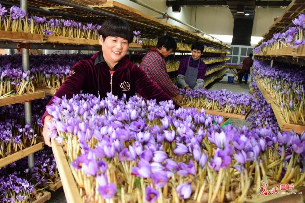 672020年11月6日,在浙江省建德市三都镇圣江村西红花种植基地,花农