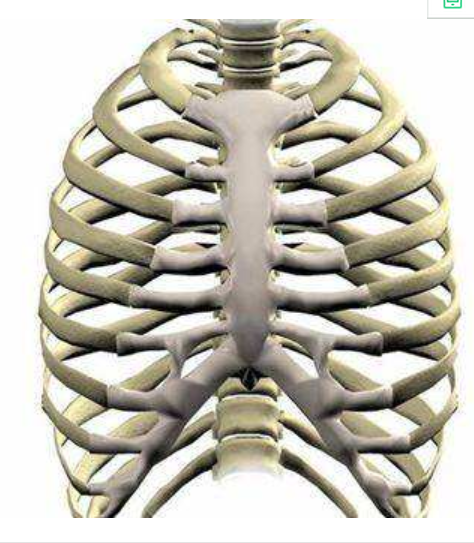 人体胸廓是有肋骨支撑的