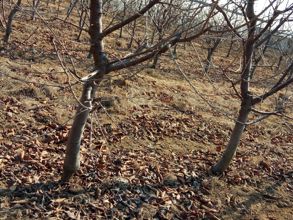 曹泳春:立冬了,果树应如何做好冬季管理?千万别马虎!