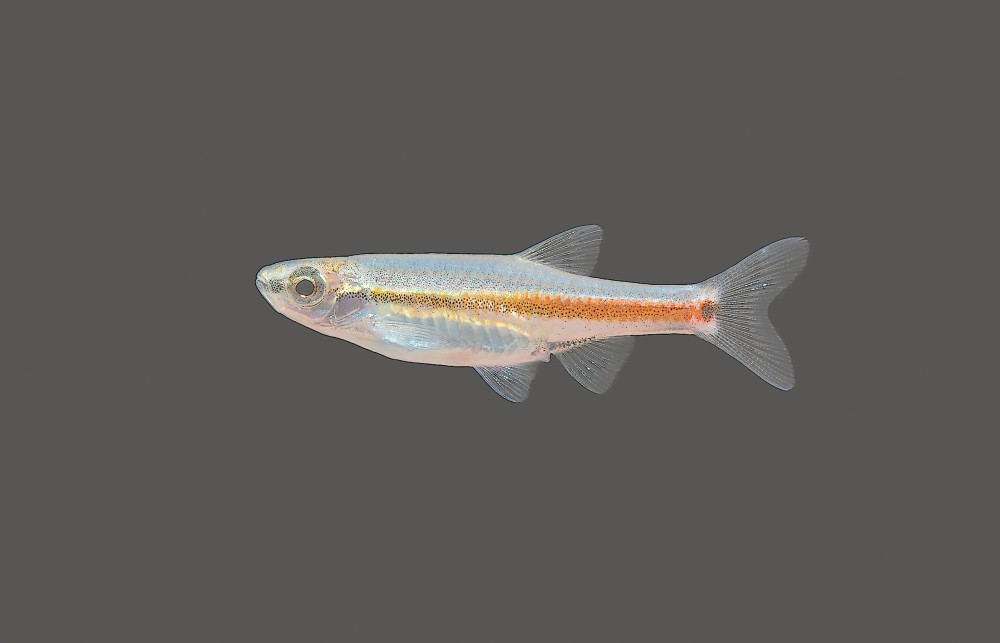 给福建鱼儿留一份档案