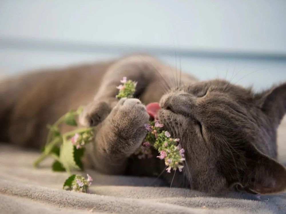 一发入魂 让喵星人神魂颠倒的 猫界大麻 猫薄荷究竟有什么奥秘 腾讯新闻
