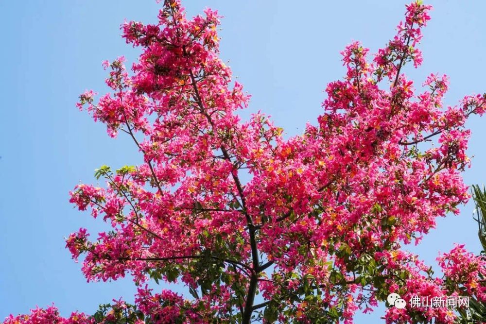 满城花开美翻天佛山是如此浪漫