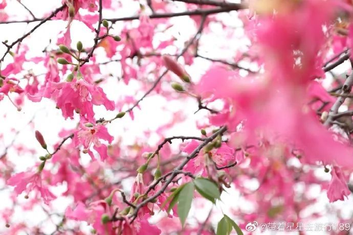 泛舟又赏花 今日立冬 南海好美 腾讯新闻