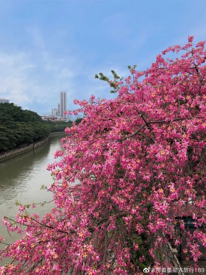 泛舟又赏花 今日立冬 南海好美 腾讯新闻