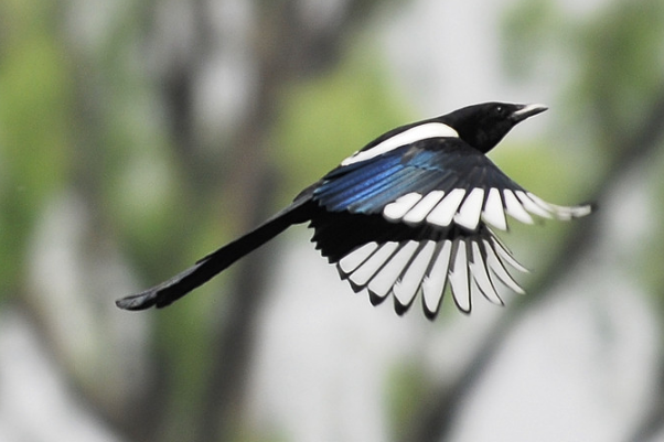 运气测试4只幸运鸟哪只能带来好运秒测你的婚姻幸不幸福