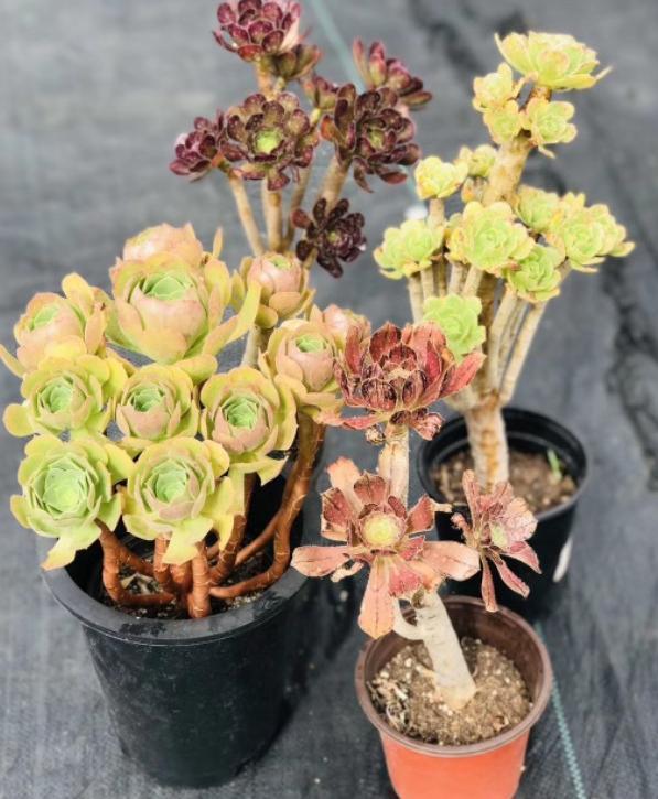 盆栽冬型种多肉天寒地冻时注意此4点株苗方能嗖嗖长满盆