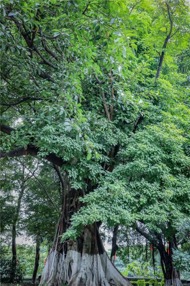 骊山连理树图片