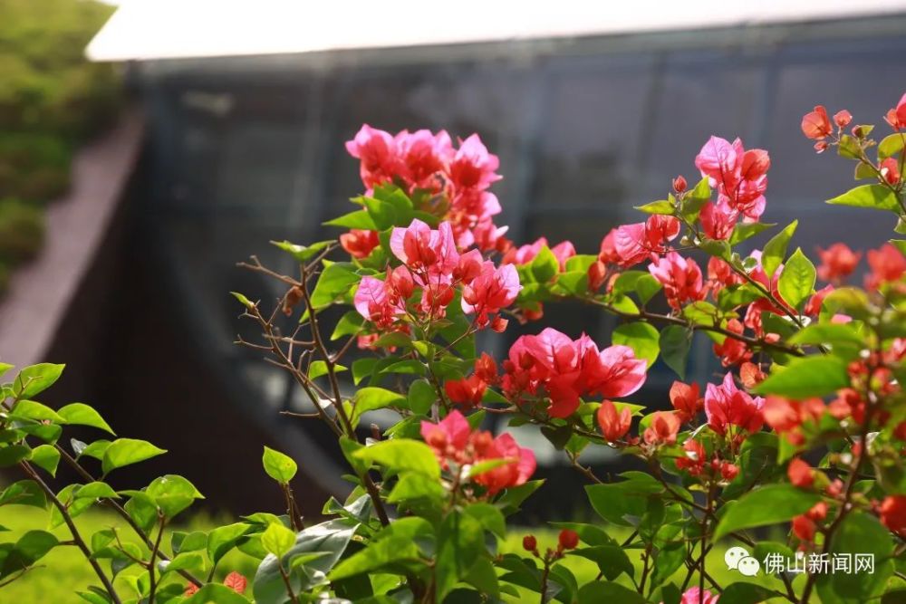 满城花开美翻天佛山是如此浪漫