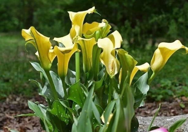 这5种花特别耐涝,越浇水越会爆盆!