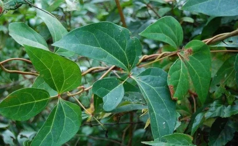 民间草药:活血藤_腾讯新闻