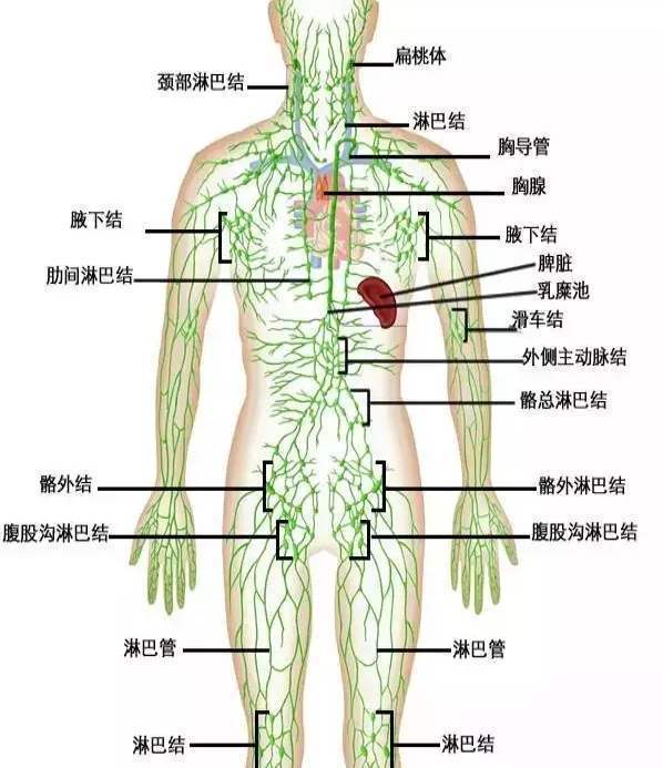 崇文门中医医院张明辉带你了解淋巴结到底是怎么回事