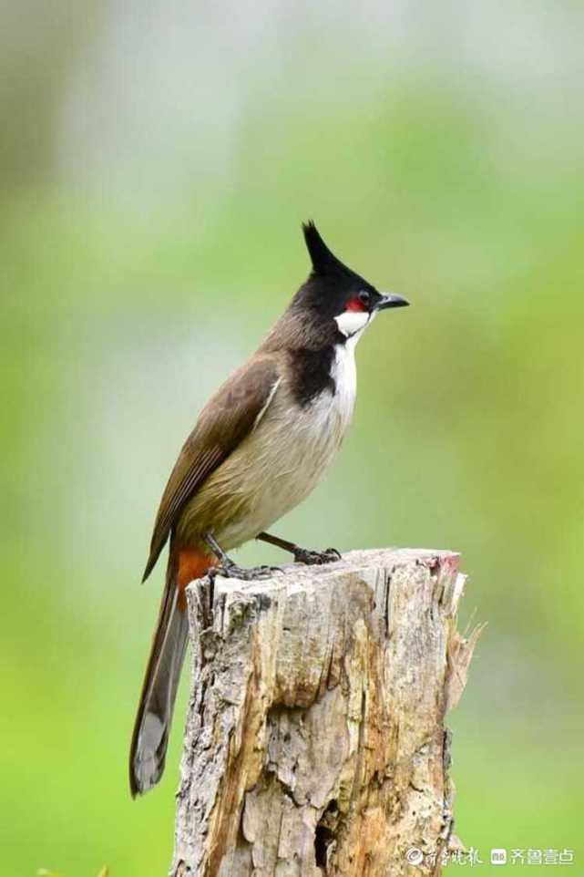 情报站|济南大明湖公园长相独特头戴冠羽的红耳鹎你见过吗?_腾讯新闻