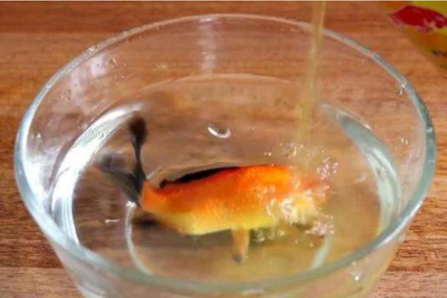 红牛到底有多厉害 男子把金鱼放进去测试 镜头拍下全过程 腾讯新闻