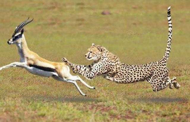 猎豹追杀羚羊,却被羊角刺进肚子20厘米,镜头记录全过程