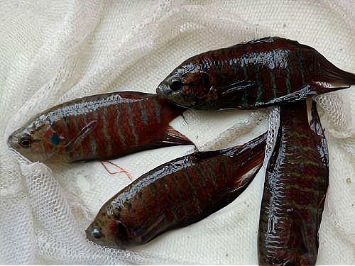 农村水沟里的菩萨鱼以前用来喂鸭子如今成了香饽饽