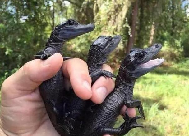 就是因为发生了变异,出生了这种纯黑色的小鳄鱼