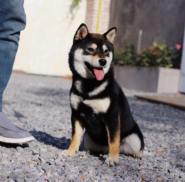 柴犬一只多少钱 柴犬价格大盘点 豆柴犬 白色柴犬 柴犬 狗狗 日本柴犬 犬种