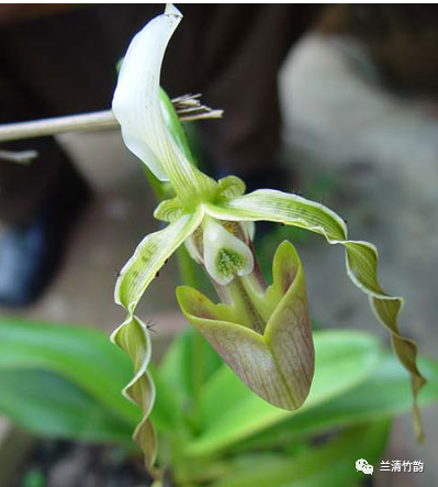 长瓣兜兰图片长瓣兜兰的形态特征介绍