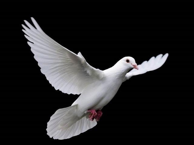 八百里加急和飞鸽传书到底哪个快一个看运气一个生死攸关