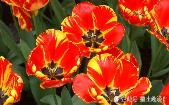 11月8日星座运势 邂逅贵人 旗开得胜的四大星座 水瓶座 天秤座 巨蟹座 星座 星座运势 贵人