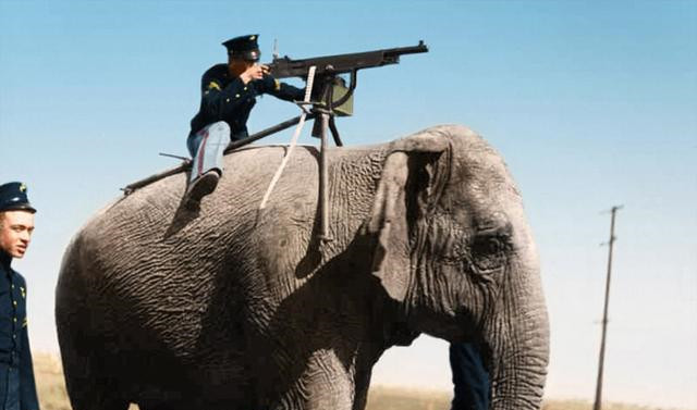 残酷的二战除了硝烟还有这些另类搞笑的镜头