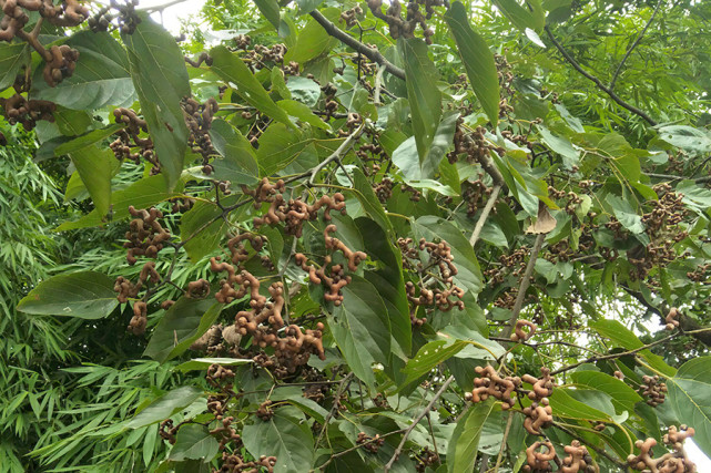 农村一植物万寿果农民又当水果又泡酒专家隐藏的致富树