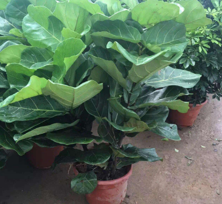 立冬过后 家里养 4盆花 尽显 大气 上档次 你都养了吗 腾讯新闻