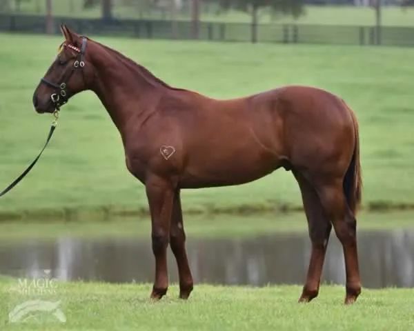 中国马主澳洲赛马高奏凯歌玉龙马业众里马业一日三冠