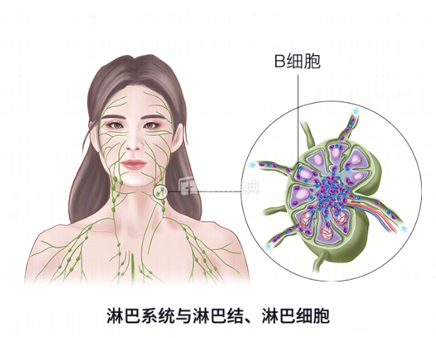 再说淋巴,它是人体重要的防御系统,本身就有"解毒"功能.