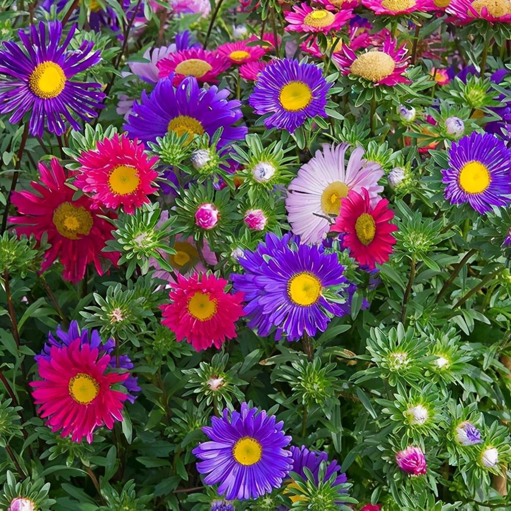 翠菊开花多,很多人大量种植,怎么养得好,原来也有小技巧