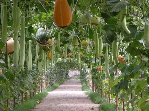 他乡之术日本的都市农业为什么这么强