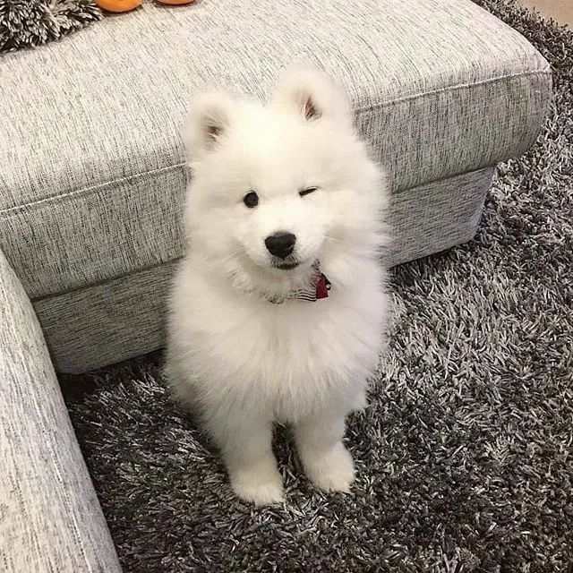 小萨摩卖萌真的无敌awsl