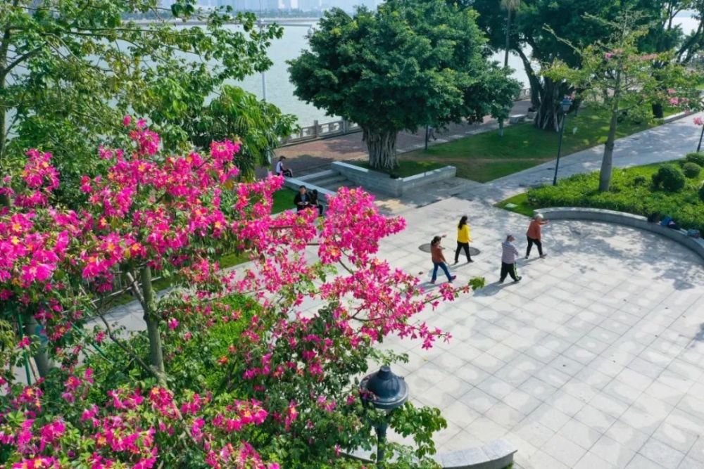 看已成花海的斗门春