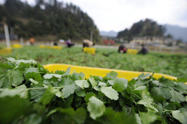 立冬了 菜园子别撂荒 这些蔬菜还能种 腾讯网