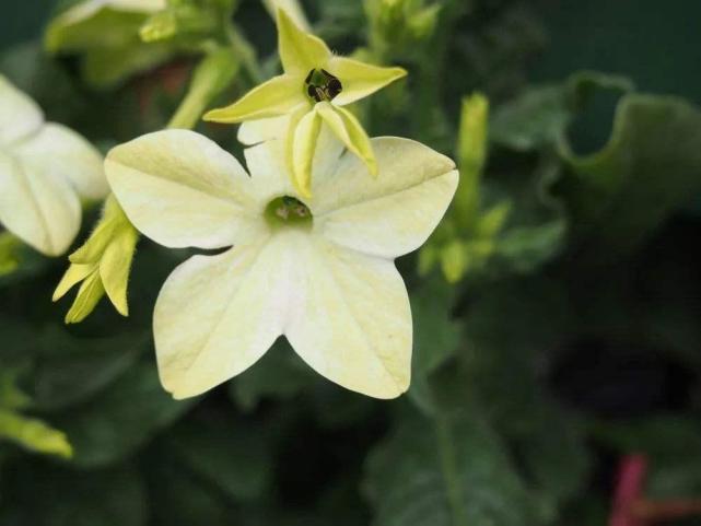 烟草不是烟草花 这花长得更漂亮 开花雪白能家养 腾讯网