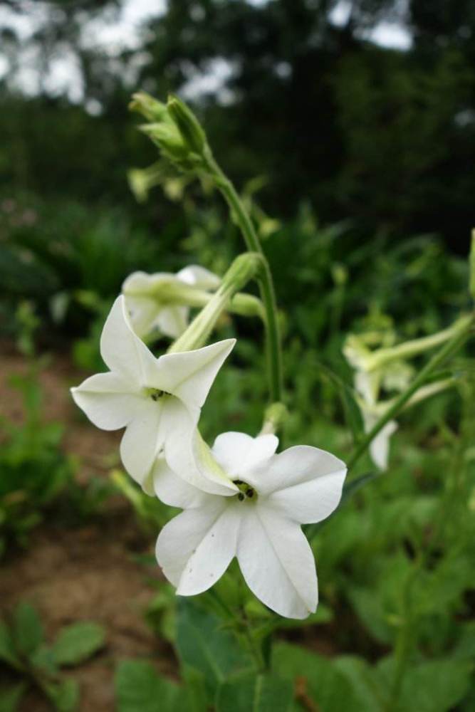 烟草不是烟草花 这花长得更漂亮 开花雪白能家养 腾讯新闻