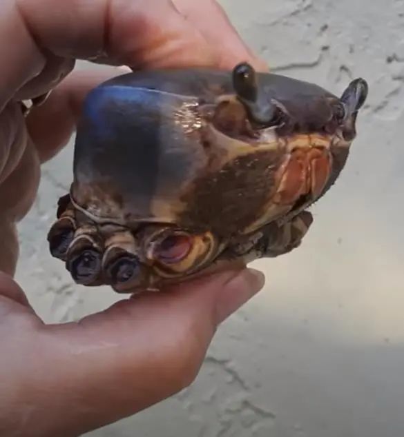 网友救下一只没有腿的螃蟹这画风好像养一只长眼睛的石头