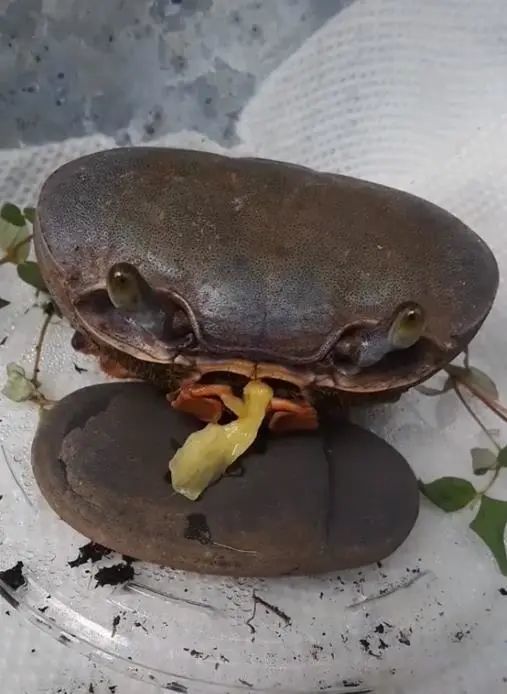 钳子撕开食物,tina就撕好了一丝菠萝放在饭桌(一片石头)上,但想到螃蟹
