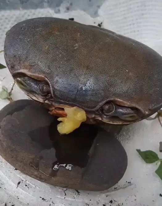 网友救下一只没有腿的螃蟹这画风好像养一只长眼睛的石头