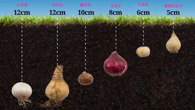 带你走进球根植物大世界 品种丰富 栽种有技巧 养护指南教给你 腾讯网