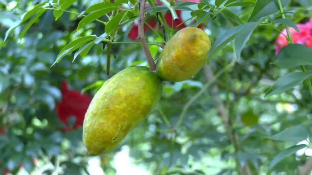 在武平县东留镇黄坊村的开心果园里,一个个硕大饱满的牛藤包挂满藤蔓.