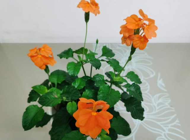 鸟尾花长得俊 像麻雀尾巴 种在院里特漂亮 鸟尾花 鸢尾花