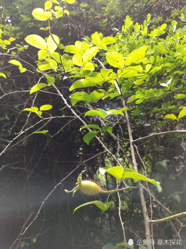 金樱子金樱子不仅采摘使人头疼,加工过程也是一件麻烦事,因为果实整颗