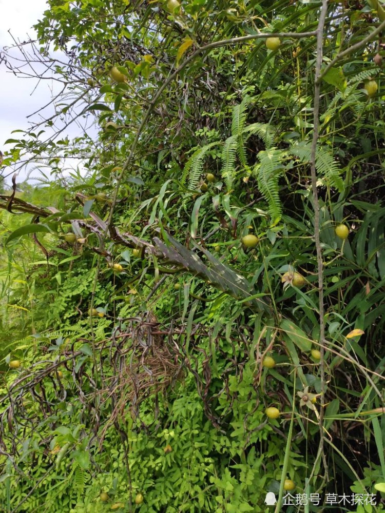 如果要到野外寻找采摘金樱子,最好能戴上厚手套,或者有特殊的采摘工具